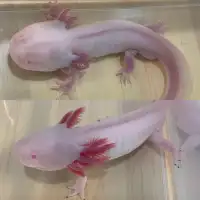 Adopt don’t Shop! Axolotl