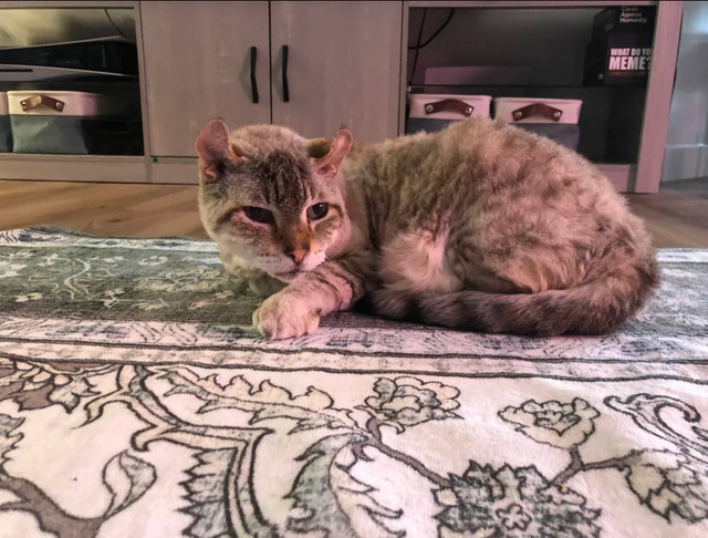 Two FREE male neutered cats, must be able to go outside. in Cats & Kittens for Rehoming in Moncton - Image 2
