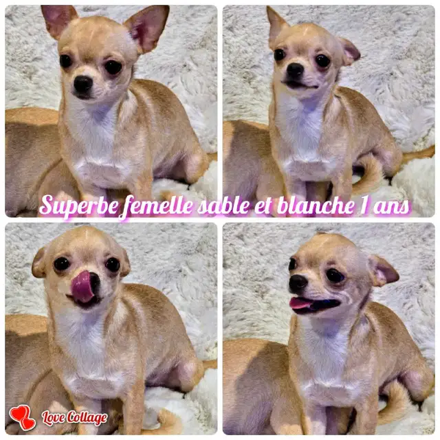 CHIHUAHUA MALE/2FEMELLE DÉNIERE PORTÉ D QUALITÉ/2 FRENCHTON MALE in Dogs & Puppies for Rehoming in City of Montréal - Image 2