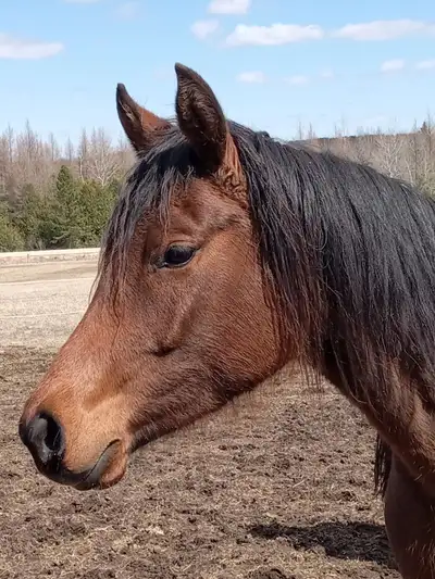 Athletic 5yo Crabbet Arabian filly for sale, View more