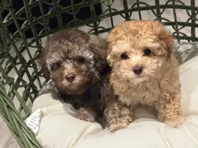 Toy Poodle Puppies, View more