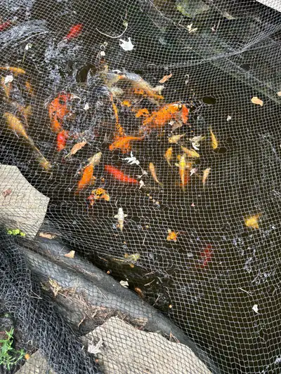 koi 6”-20” , View more