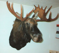 51 YEARS TAXIDERMY SERVICES
