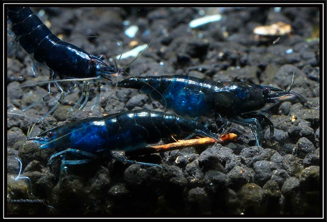 Shrimp!!! Blue Diamond Neocaridina  in Fish for Rehoming in Trenton - Image 3