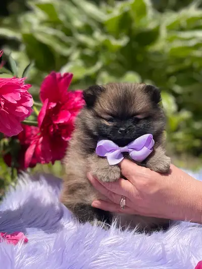 Pomeranians females, View more