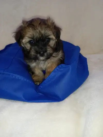 Four adorable Havanese puppies,two females and two males,are ready to go to their new home. The pupp...