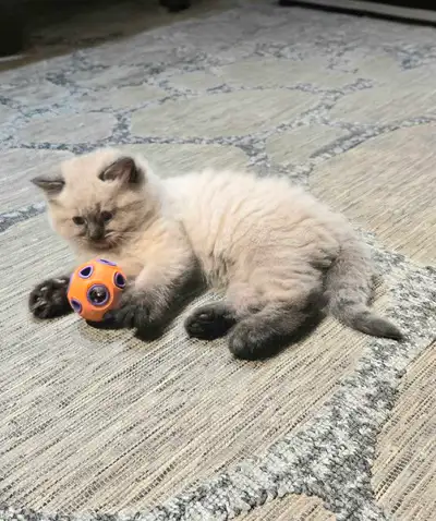 Ragdoll-Siamese Kittens, View more