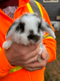 Male Holland lop bunnies 8 weeks