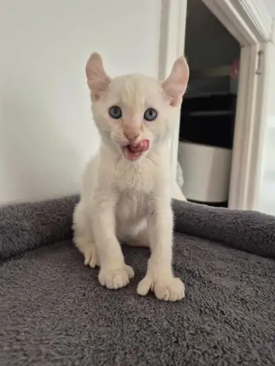 Jolie chantons highland lynx pure race, View more