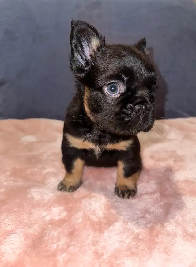 Fluffy Frenchie for Sale in Dogs & Puppies for Rehoming in City of Toronto - Image 6