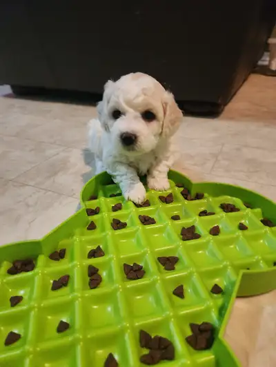 Pure bred bichon frise puppies, 2 males and one female available. Both parents are ckc registered an...
