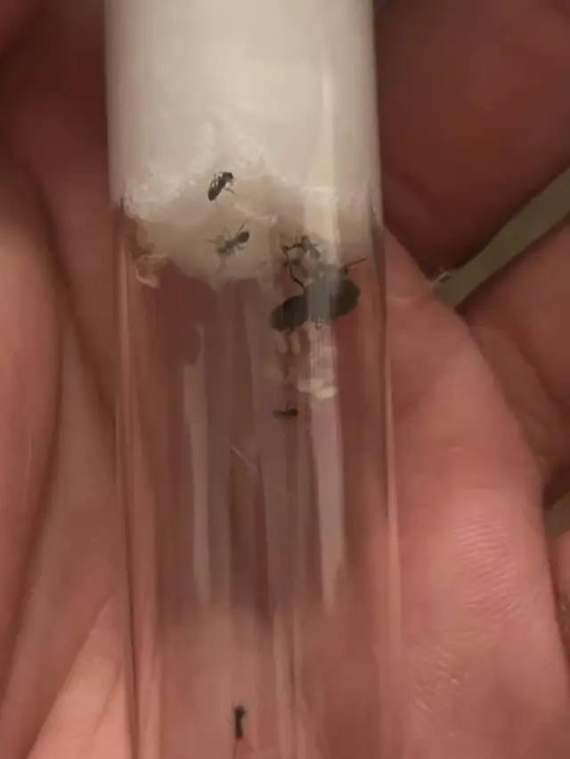 Formica Ant Colony with Workers – Vancouver in Small Animals for Rehoming in Richmond - Image 4