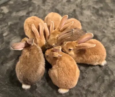 Creme D’Argent Baby Bunnies Looking for Loving Homes, View more