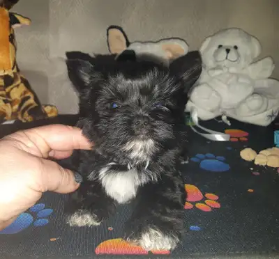 "❤️MANIFIQUE  petit male  yorkshire morkie, View more