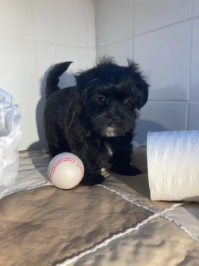 yorkipoo (Yorkshire mixe) in Dogs & Puppies for Rehoming in Drummondville - Image 8