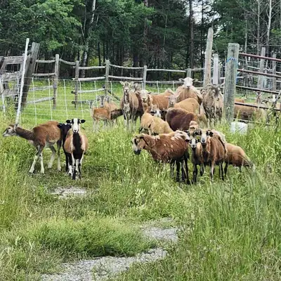 Hair Sheep lambs and ewes, View more