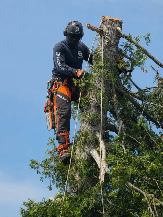 Storm Proofing Tree Removal Services - 2892005156