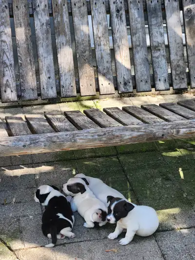 BoJack puppies, View more