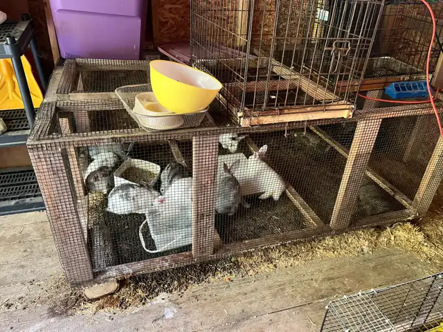 rabbit breeding set up in Other in Barrie - Image 6