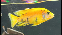 Looking for yellow African Cichlid peacock