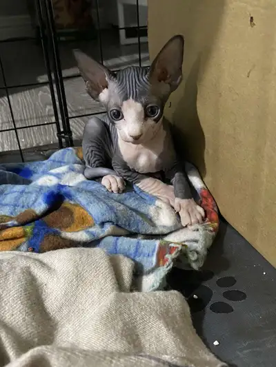 chaton sphynx, View more