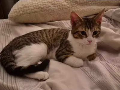 2 very affectionate male cats siblings  & Cat Supplies, View more