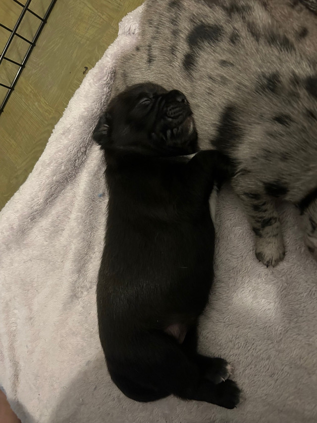 Pug/Catahoula Leopard Mix Puppies!! | Dogs & Puppies for Rehoming