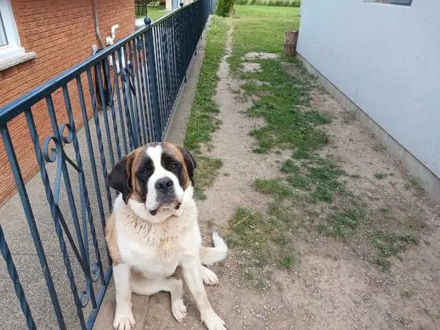 St Bernard 1yr Female in Dogs & Puppies for Rehoming in Hamilton - Image 5