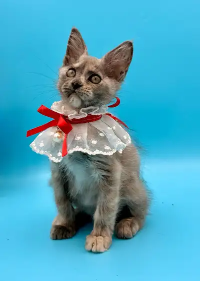 Maine Coon female kitten, View more