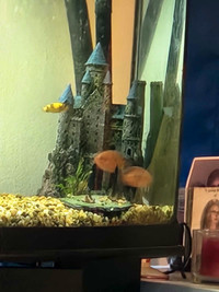 Will rehome cichlids and tropical fish