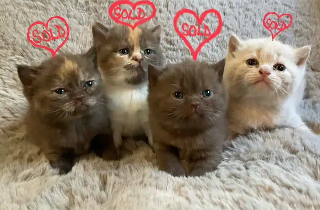 8 British Shorthair Babies…*ALL KITTENS ARE SOLD!* in Cats & Kittens for Rehoming in Moncton - Image 2