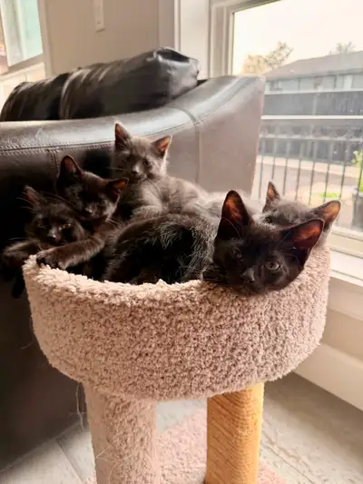 Kittens for sale, View more