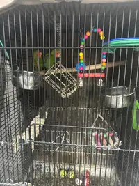 Birds for rehome 