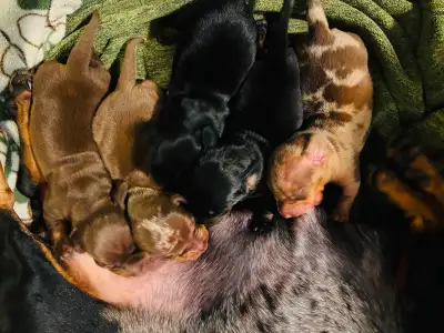 Mini Dachshund puppies - Health Guarantee, View more