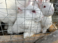 New zeland rabbits / pet or meat 