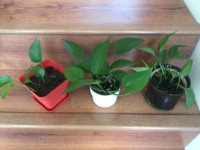 Pothos plants