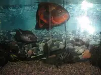 Aquarium for sale