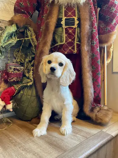 cocker spaniel puppies, View more