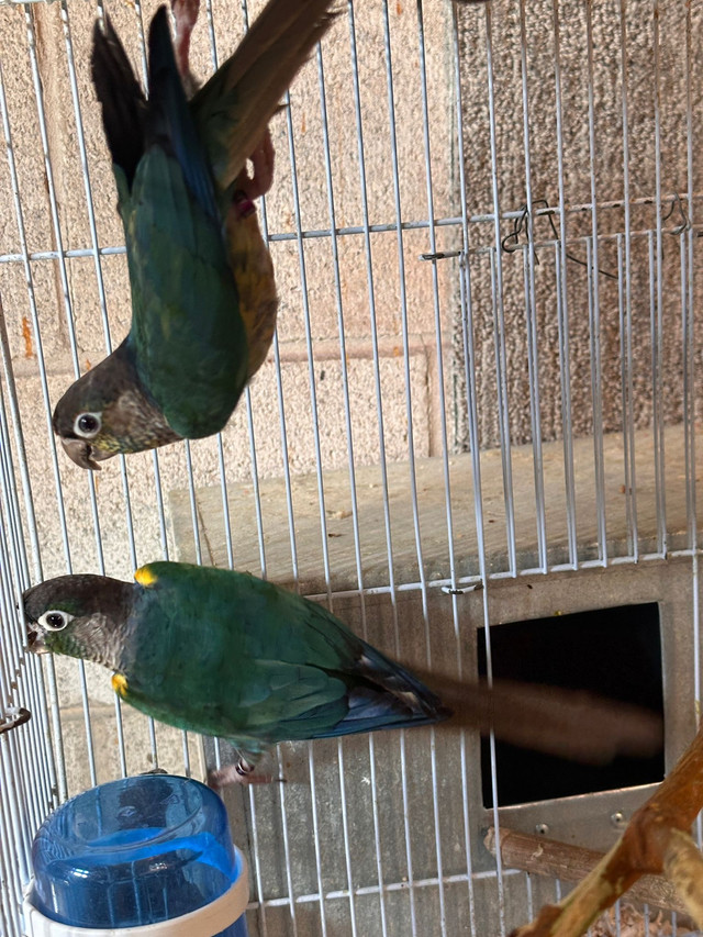 Torquese conure bonded pair in Birds for Rehoming in City of Toronto - Image 3