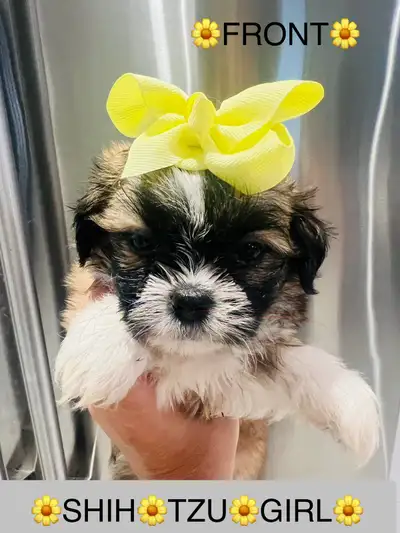 ♥️BEAUTIFUL SHIH TZU PUPS EXP BREEDER 30+YEARS ONLY 3  LEFT♥️, View more
