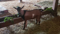 Nigerian goat billy