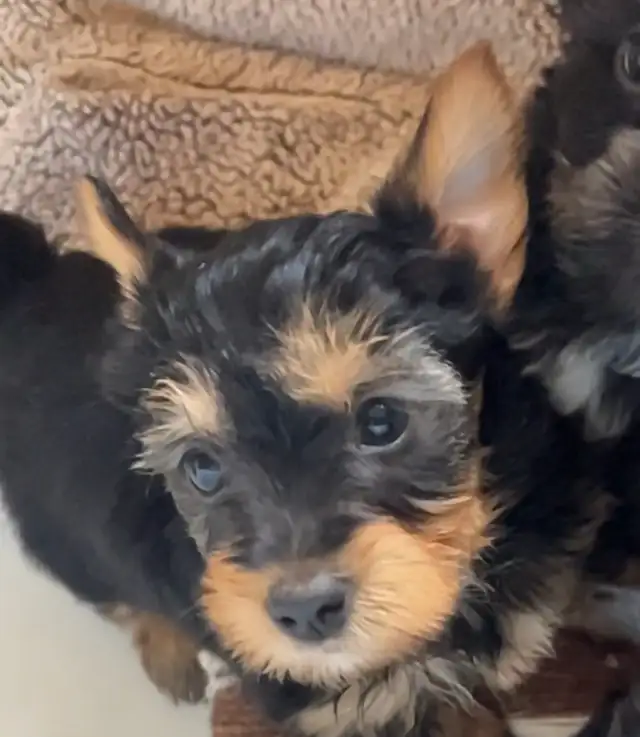 yorkie/scottie pups!  Ready now! in Dogs & Puppies for Rehoming in Edmonton - Image 3