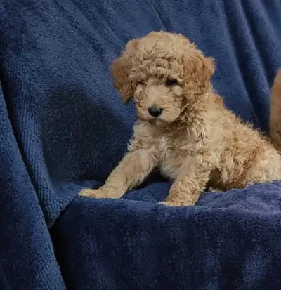 We have female and male Goldendoodle Puppies that turn 8 weeks this Friday and are now ready to find...