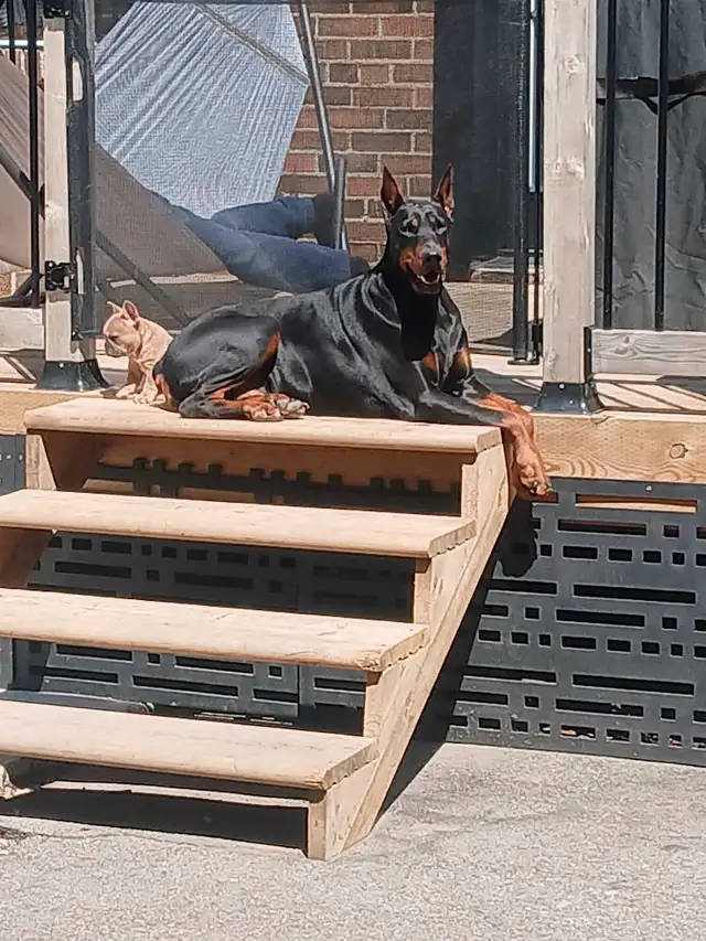 European Dobermans in Dogs & Puppies for Rehoming in City of Toronto - Image 5