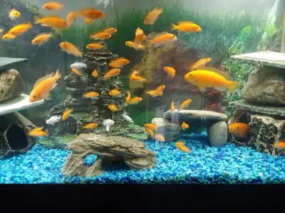 Update June 16, 2025. Fish still available but going fast! 1.5" to just under 2" size SOLD OUT 2 to...