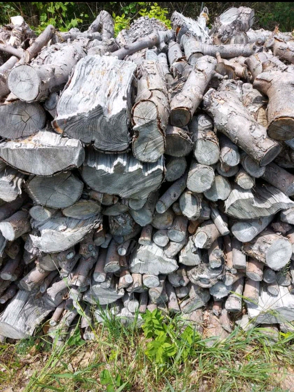 Applewood Firewood. Split or Logs / Lengths in Other in Trenton - Image 3