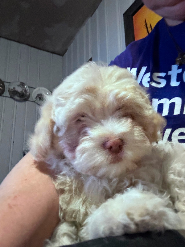 Shihtzu/Cockapoo Puppies in Dogs & Puppies for Rehoming in Petawawa