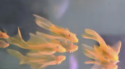 Long fin Lemon Blue-eyed Plecos, View more