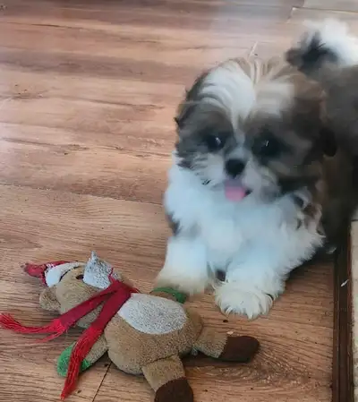 Shih-Tzu Puppies 2 girls 1 boy available to loving homes. These are fullblood Puppies not a crossbre...