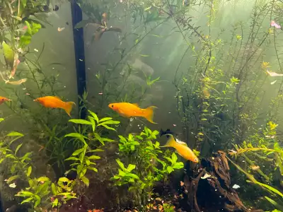 24k gold mollies and algae eater, View more